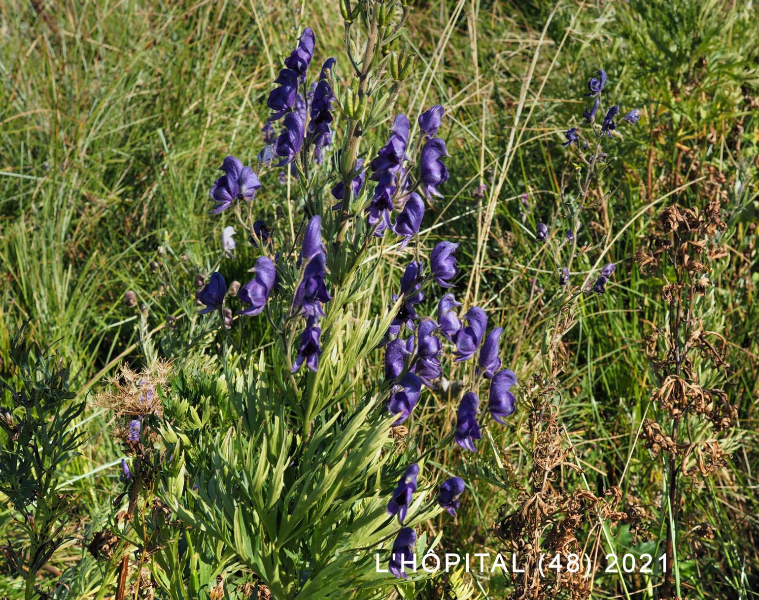 Monkshood, (Burnat's)